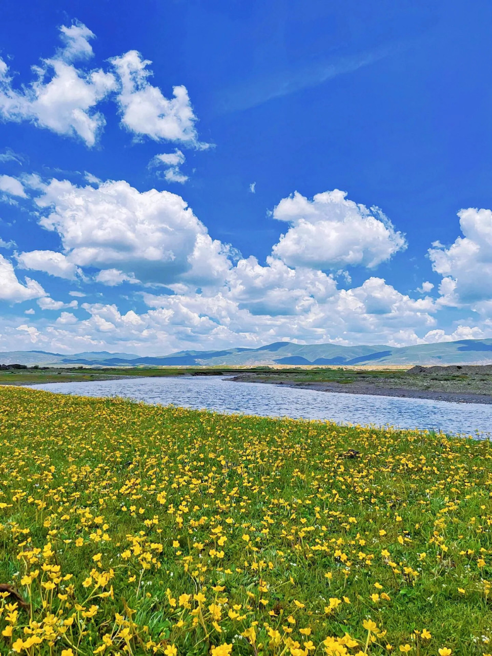 去川西看花海吧 这个时候的川西可谓是百花齐放98 绿油油的草甸上