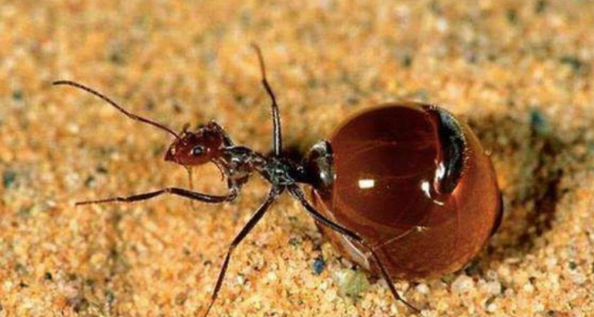 爆炸蚂蚁学名桑氏平头蚁,分布于东南亚各国的热带雨林中,这种蚂蚁遇到