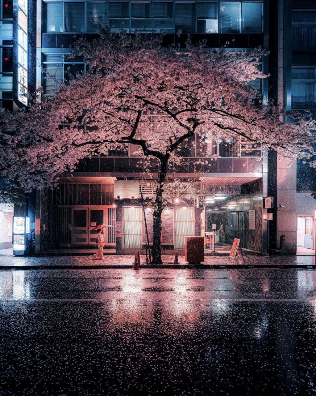 富士山下的樱花夜景图片