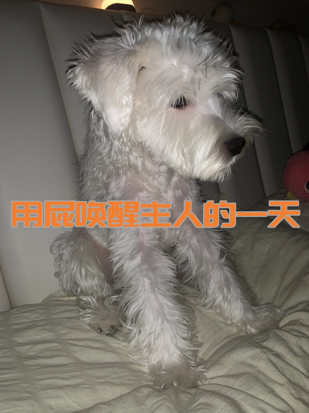 清晨5点我的美梦被打破一只扒拉我的小猫出现