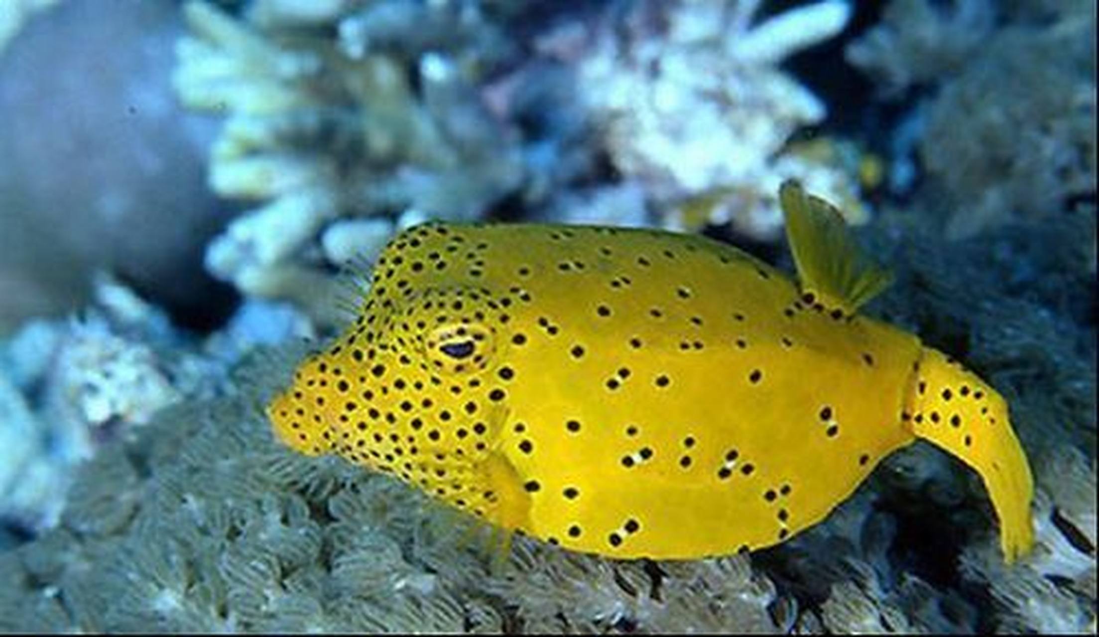 这鱼好方啊 粒突箱鲀鱼来啦 这只鱼有点方哈哈 它主要栖息在半遮蔽的