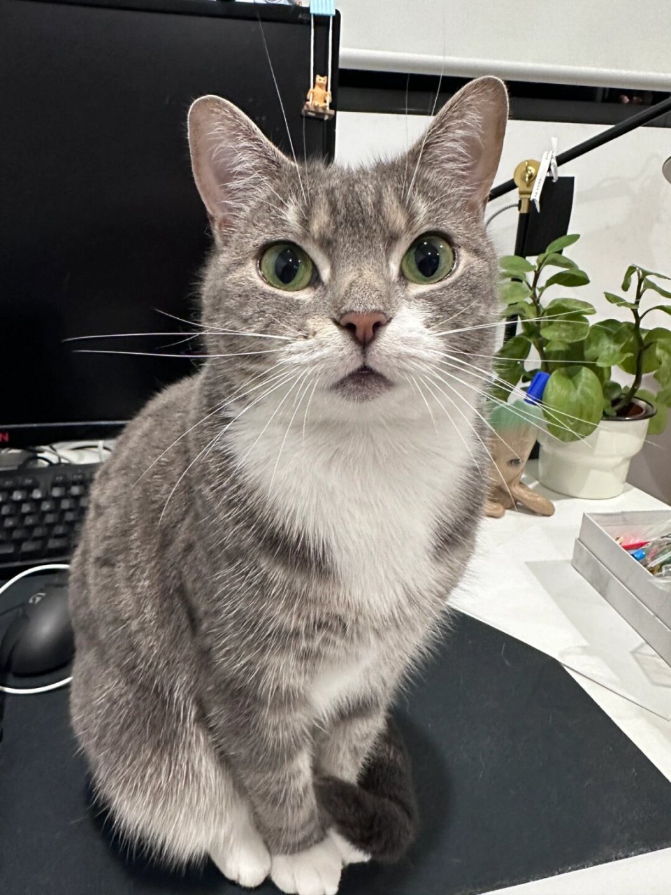 又被我抓到你摸鱼啰  有点像光头强养的肥波