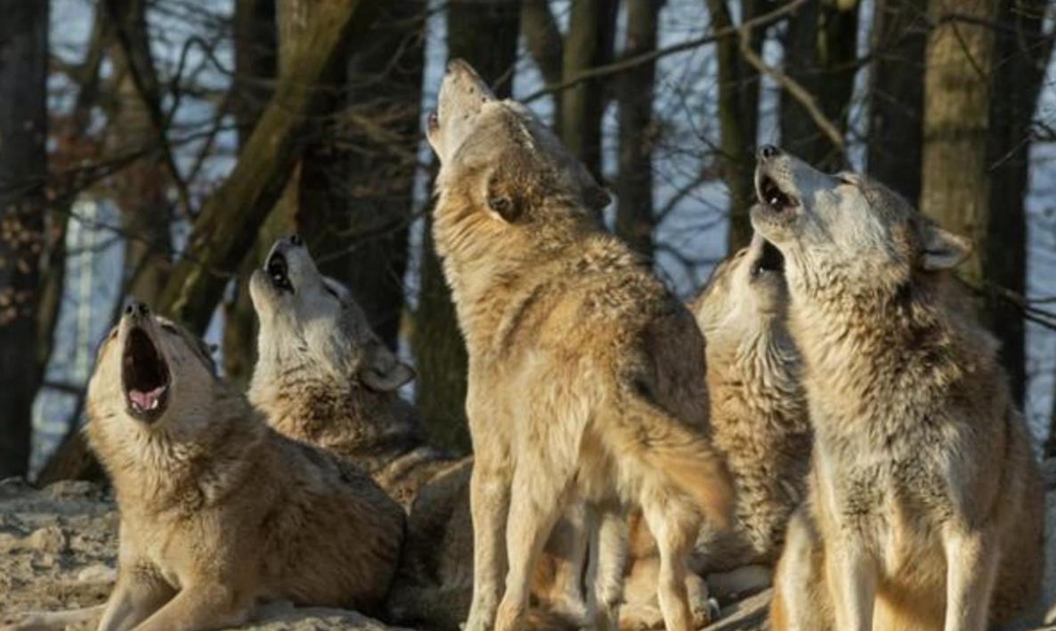 狼群头狼的产生过程相当的和平. 3.老头狼"退休后",还享有尊敬和待遇.