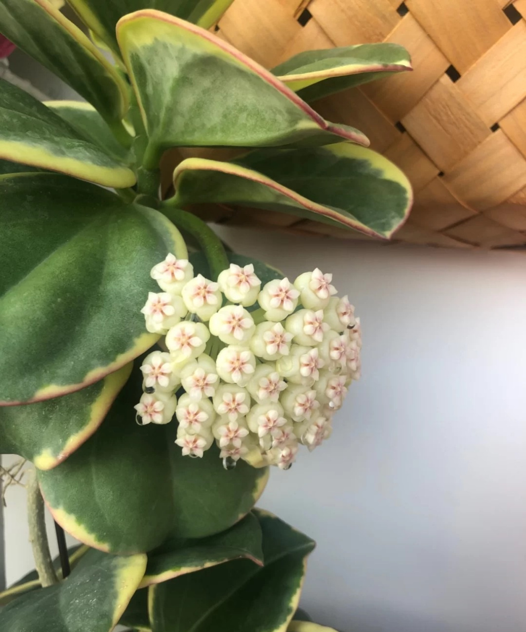 "黄金粗蔓"球兰,粗蔓球兰的变种,带金边叶艺,株型很紧凑,还爱开花