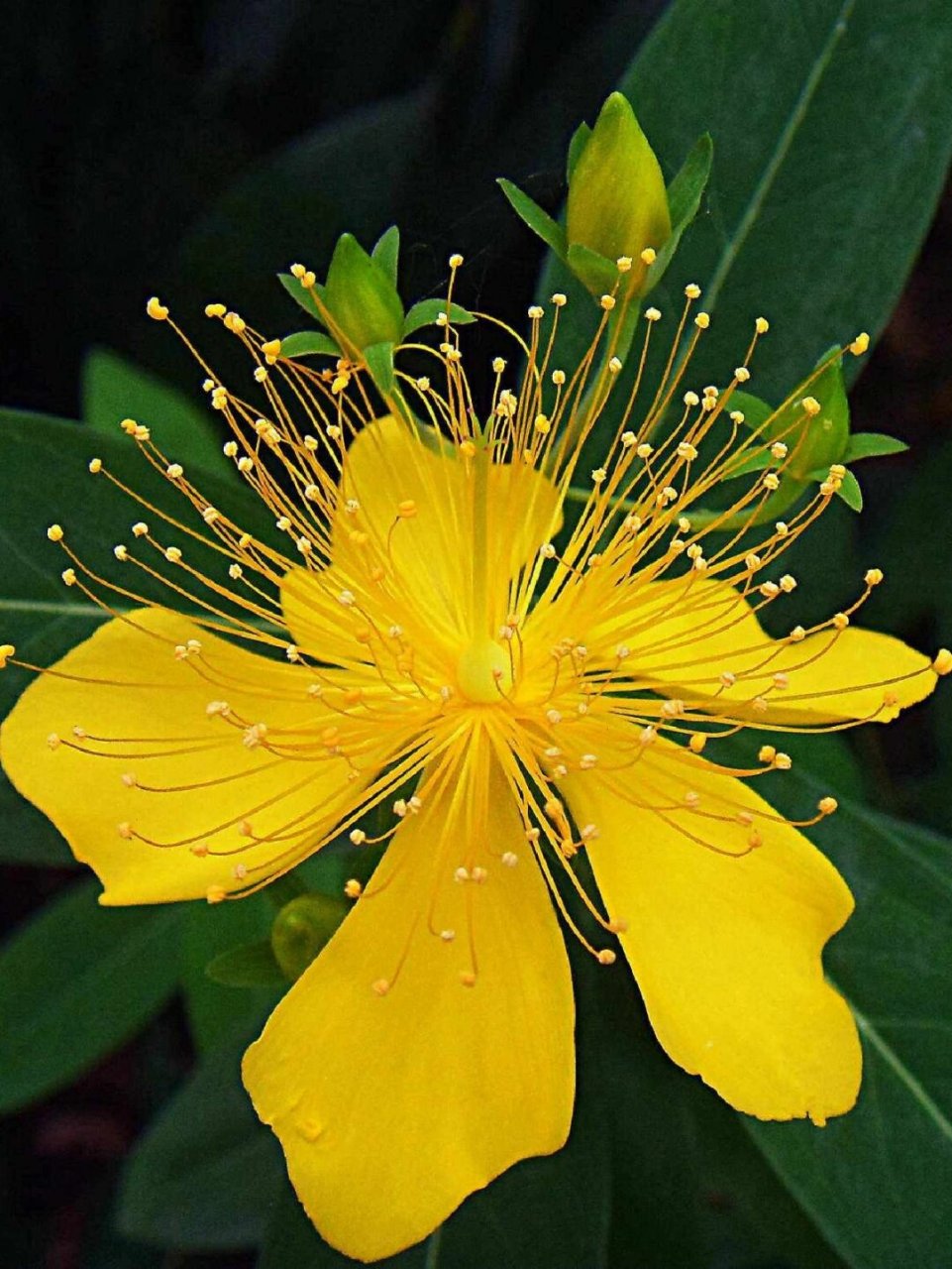 每日一花金丝桃  每日一花推荐:金丝桃  学名:hypericum monogynum l.