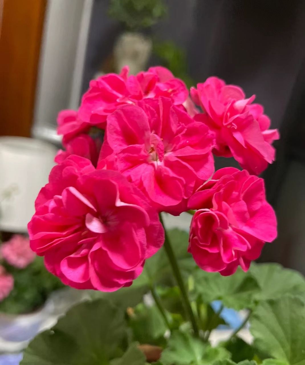 天竺葵"罗莎琳达"