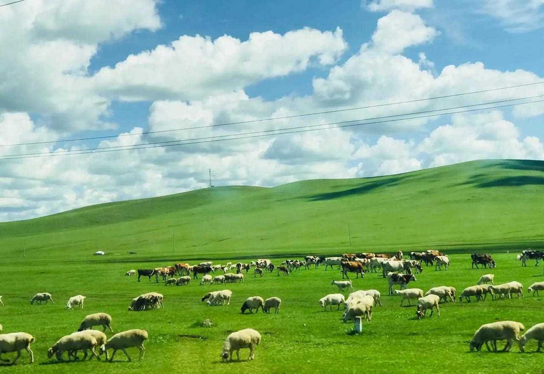 名称:呼伦贝尔大草原上的羊群 [浪] 地点:亚洲 - 中国 - 内蒙古