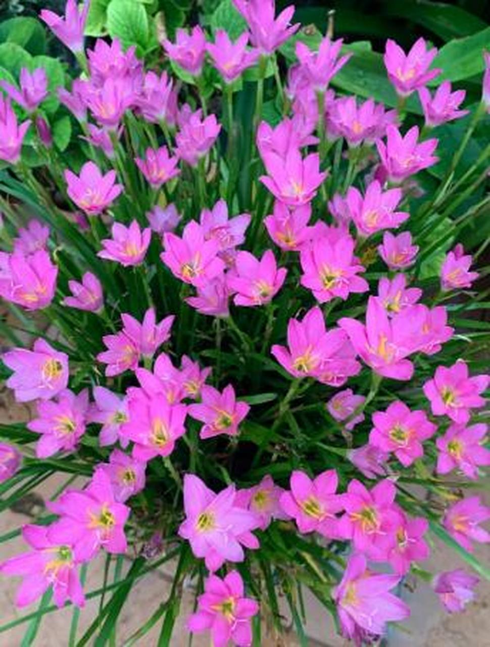 风雨兰它的叶片长得像韭菜,开花是一个粉色的喇叭花,现在有很多品种