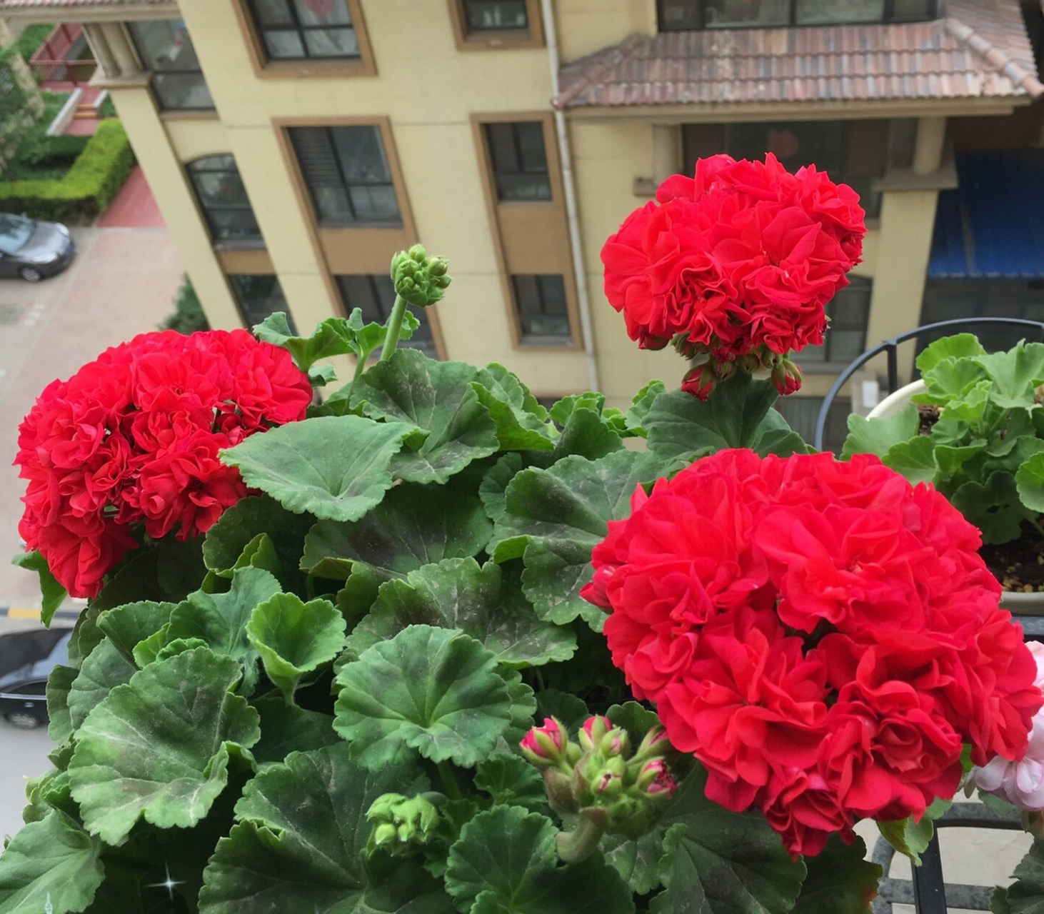 阳台还有位置,建议养盆天竺葵"肯尼"