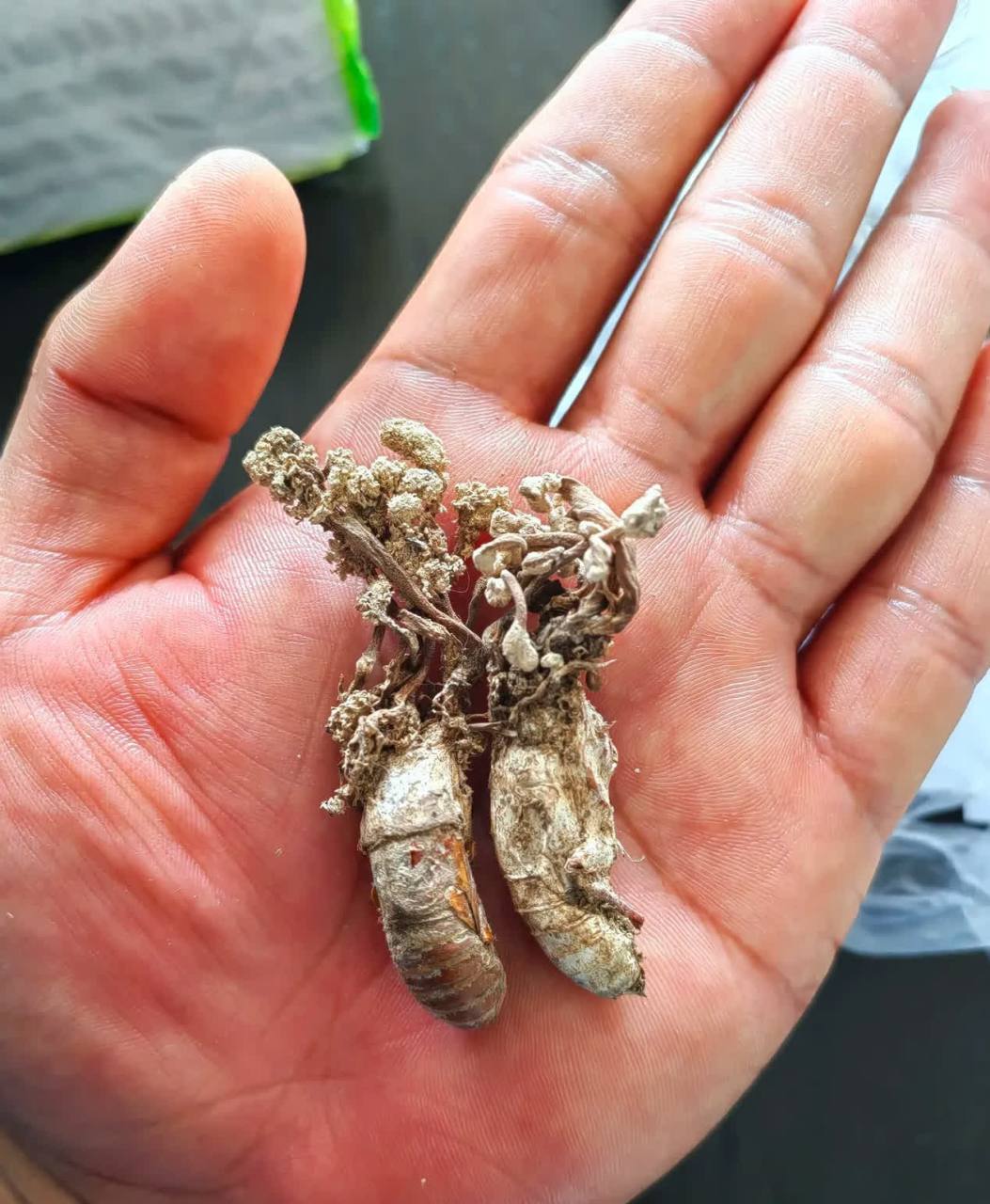 蝉草? 什么原因[开心]