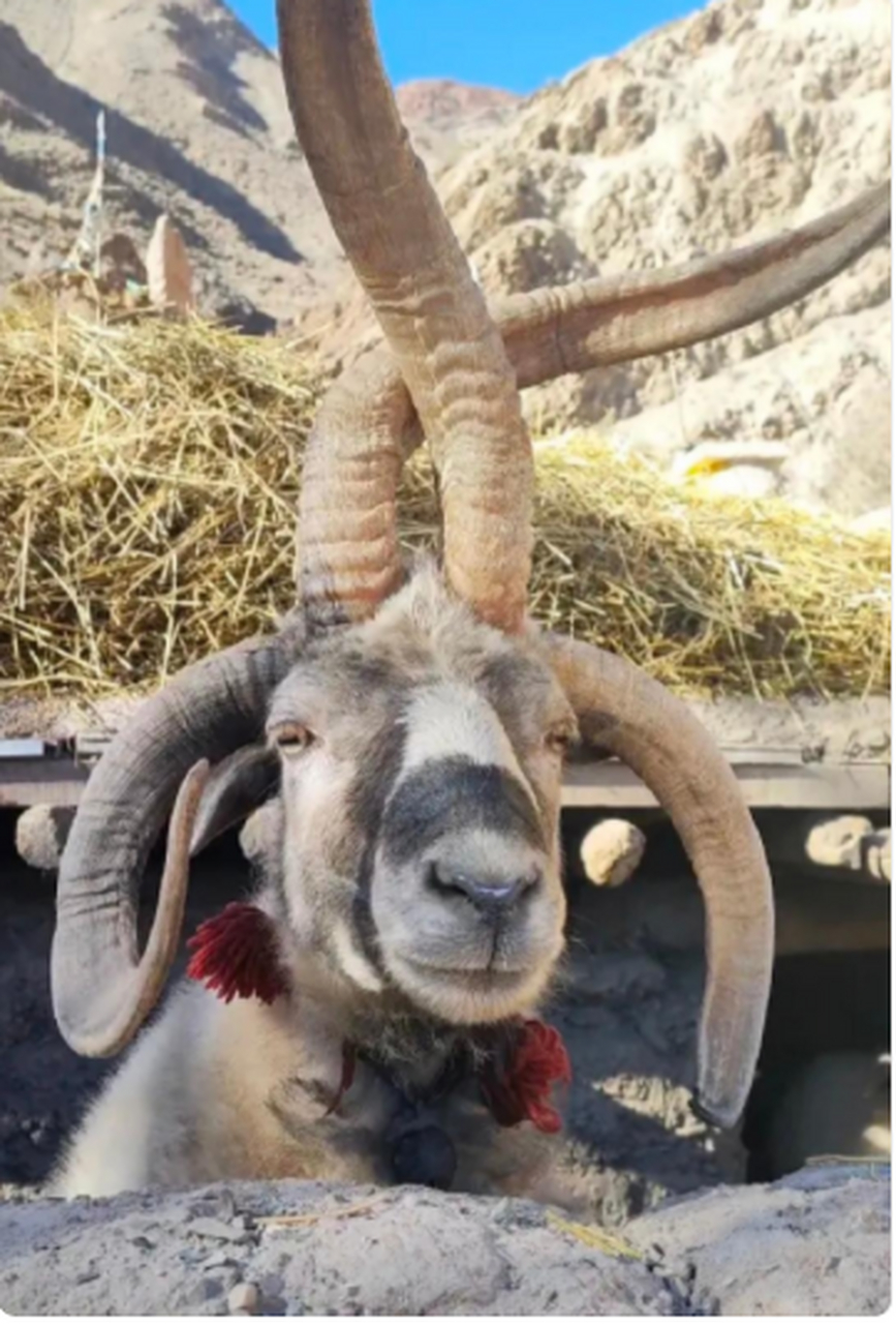 这是一只四角的羊?