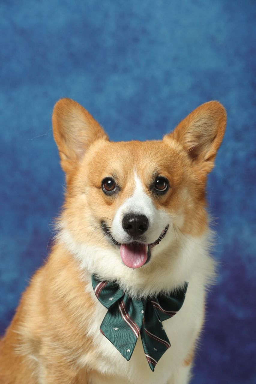 小狗狗的第一组证件照  种草了好久的秋天家 刚好碰上在环宇城有活动