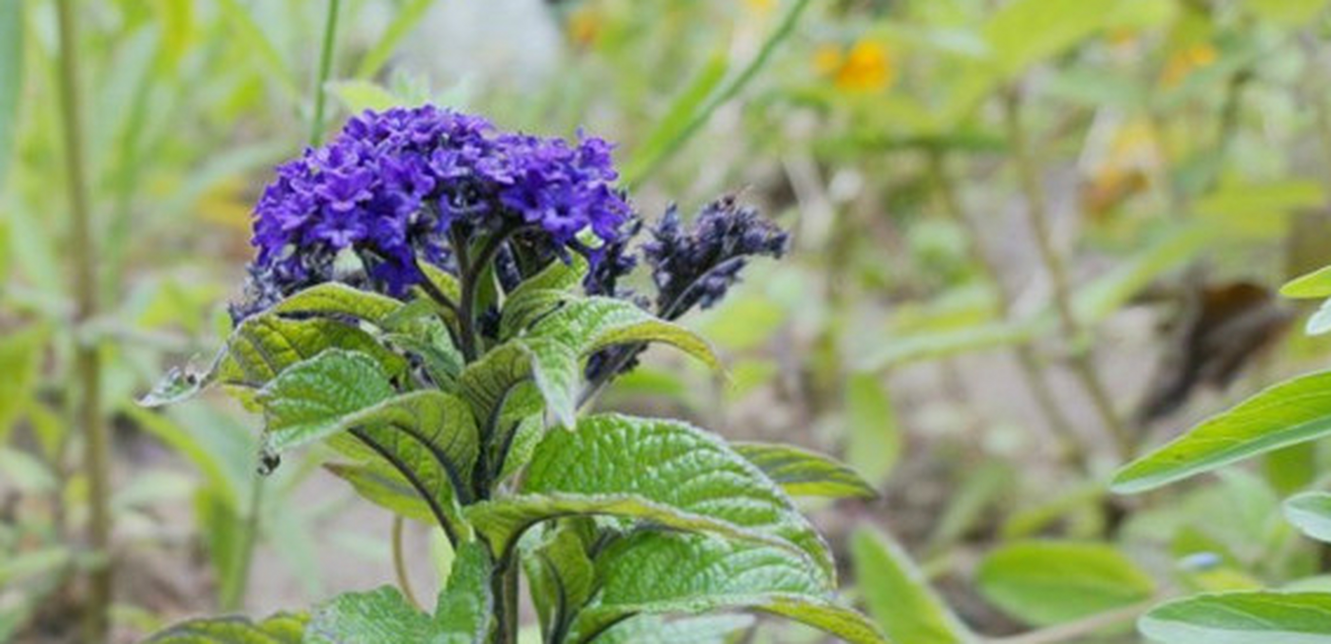 香水草(香水草是多年生吗)