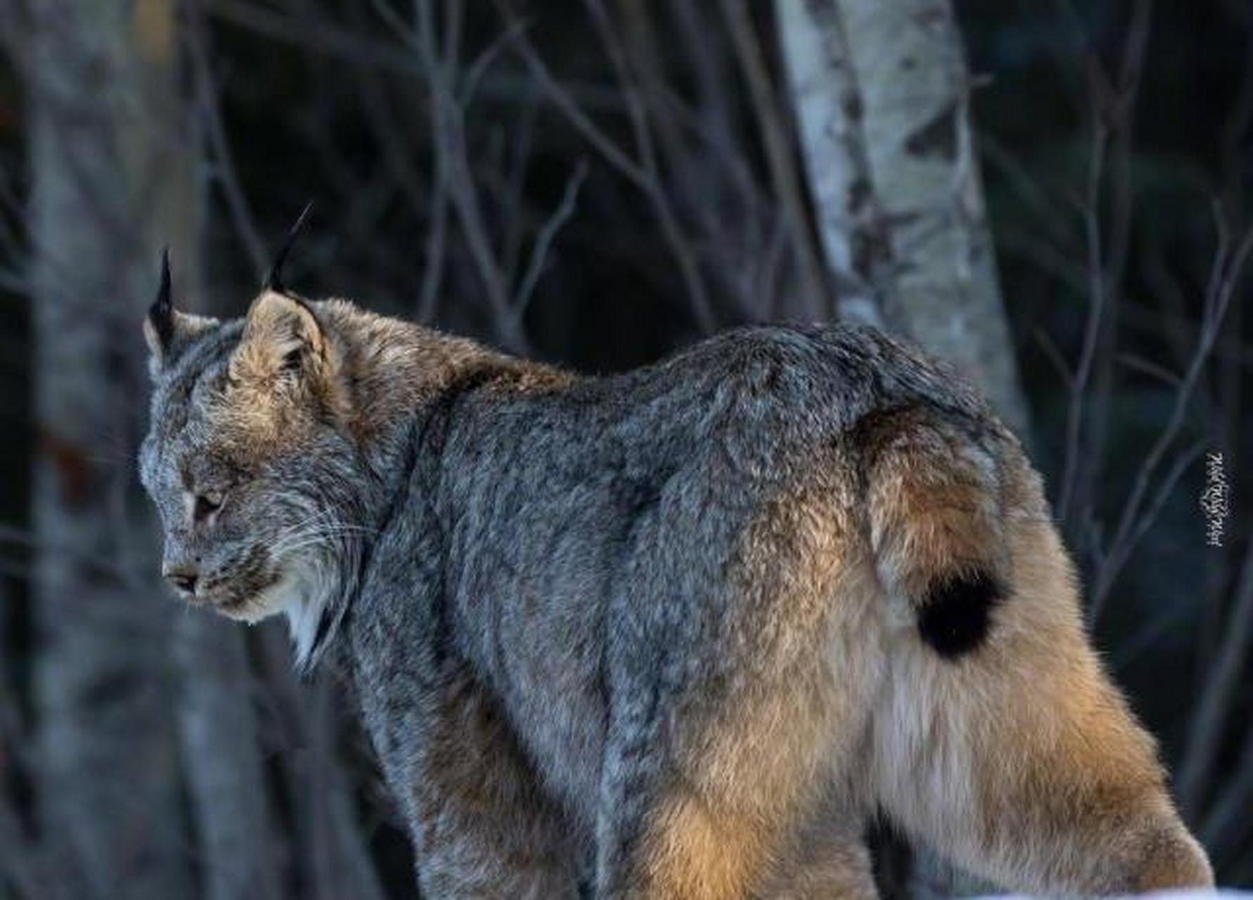加拿大猞猁是什么梦幻毛绒绒,这大毛jiojio,看起来好酷啊!