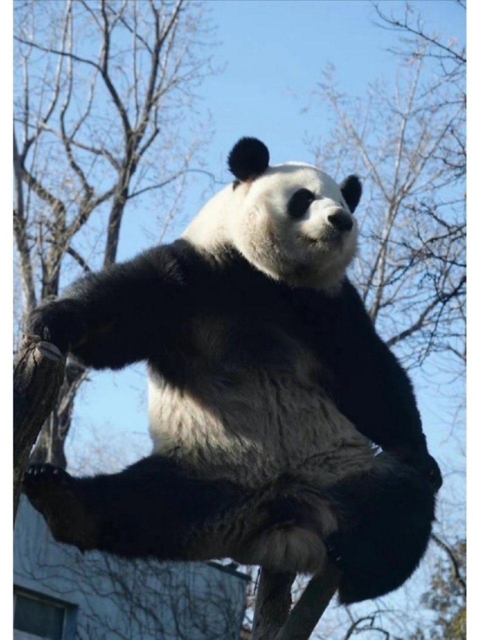 萌兰再现经典一字马,熊猫真的有功夫在身上#国宝大熊猫