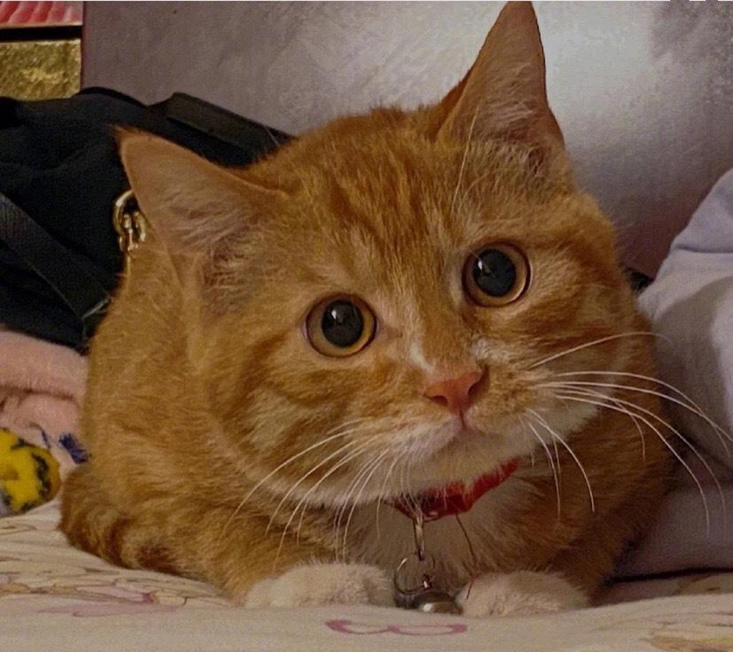 小橘猫发腮后是什么样?