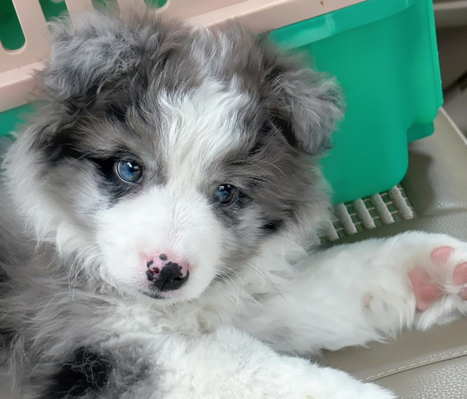 好漂亮的边牧幼崽啊,这颜值真是绝了!