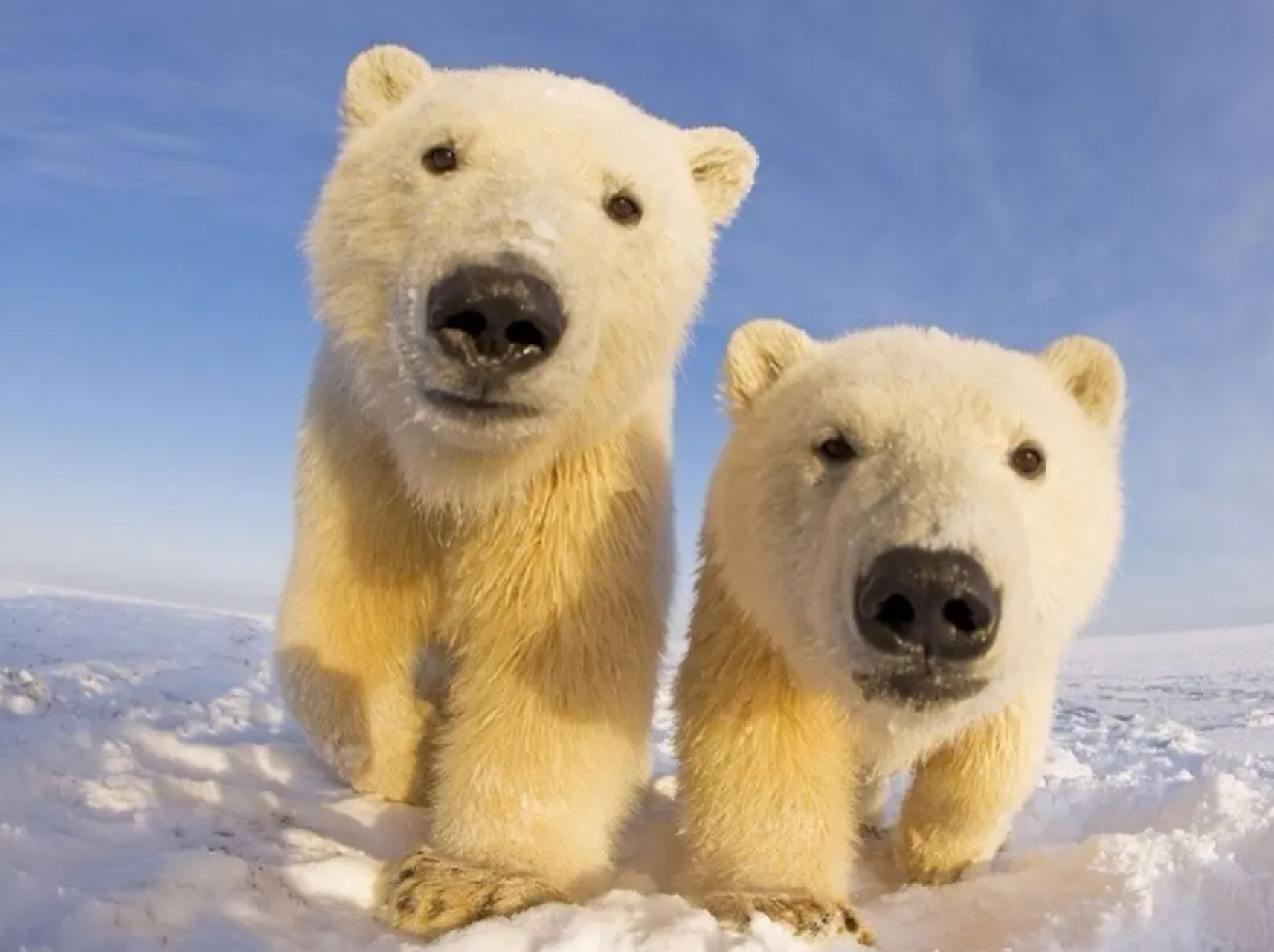 北极熊是北极地区的顶级掠食者,主要以鱼类,海豹和鱼虾等海洋生物为食