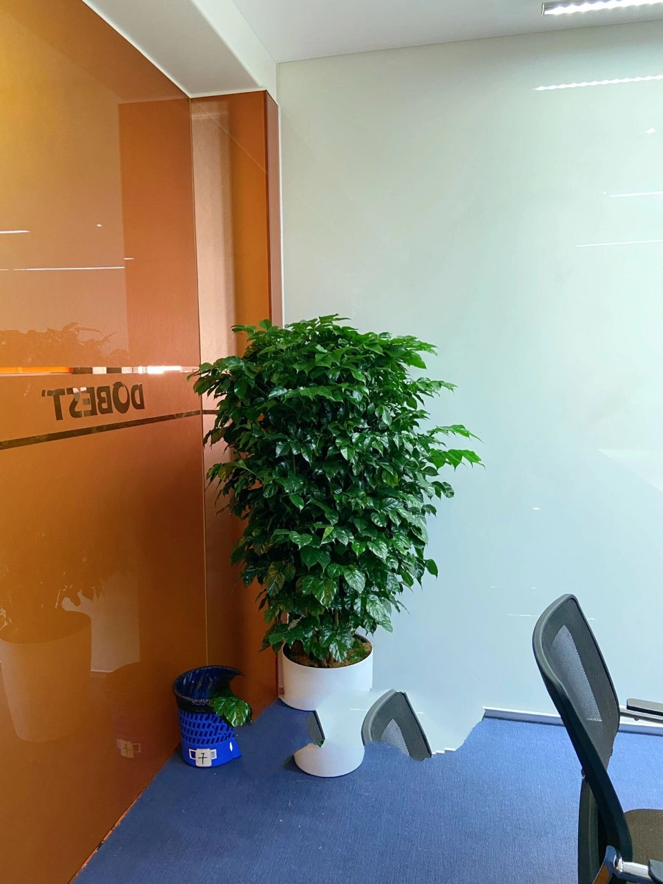 最适合室内办公室摆放的绿植盆栽"绿宝树 天堂鸟 琴叶榕 螺纹铁 青叶