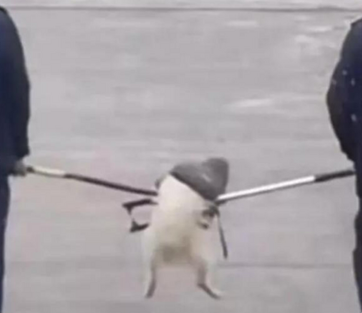 这狗子是犯了多大的罪过啊?被两个保安大叔叉出去了