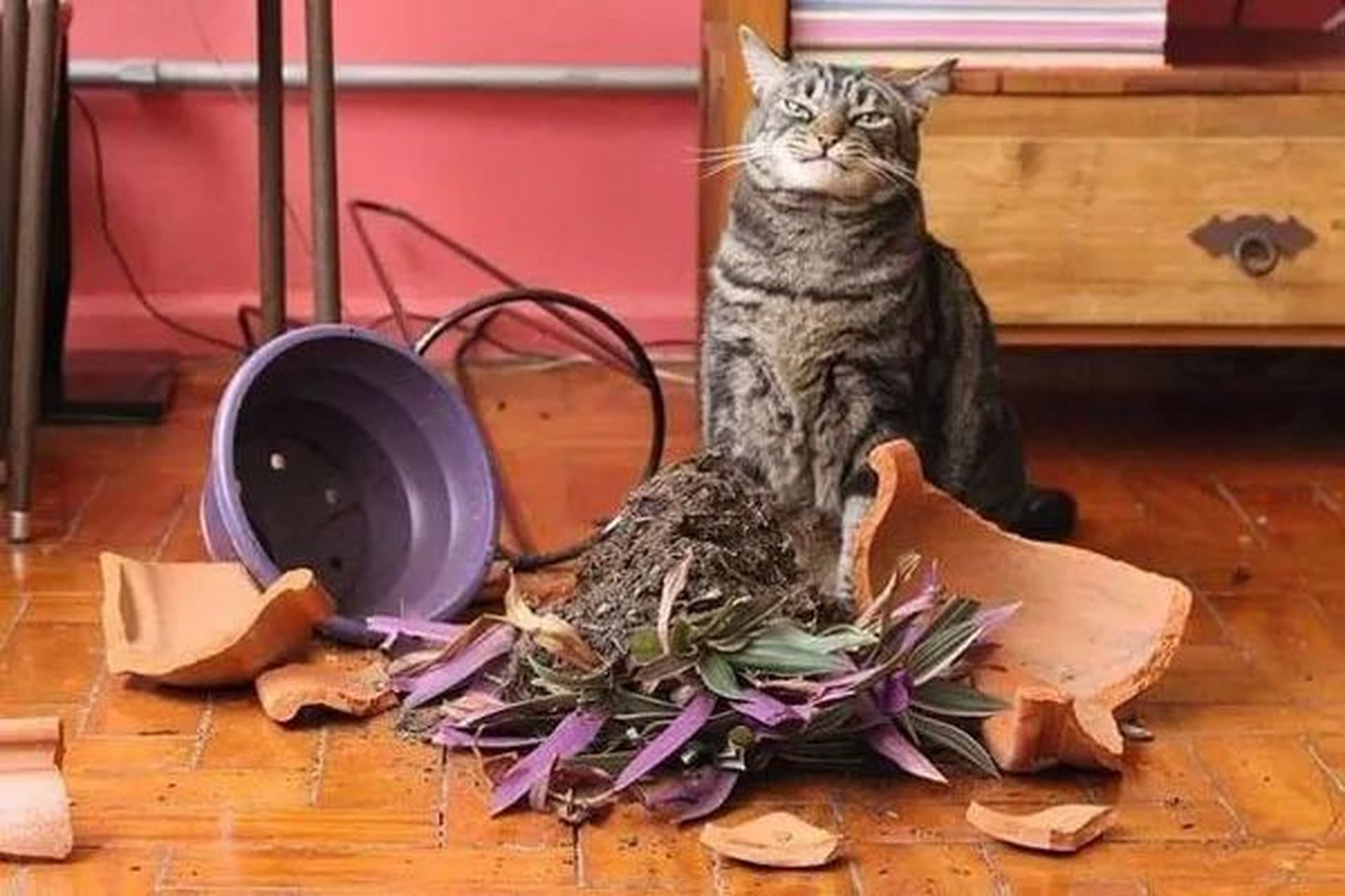猫咪打碎花盆,还一脸嚣张地看着铲屎官 小朋友做错事会是什么样子?
