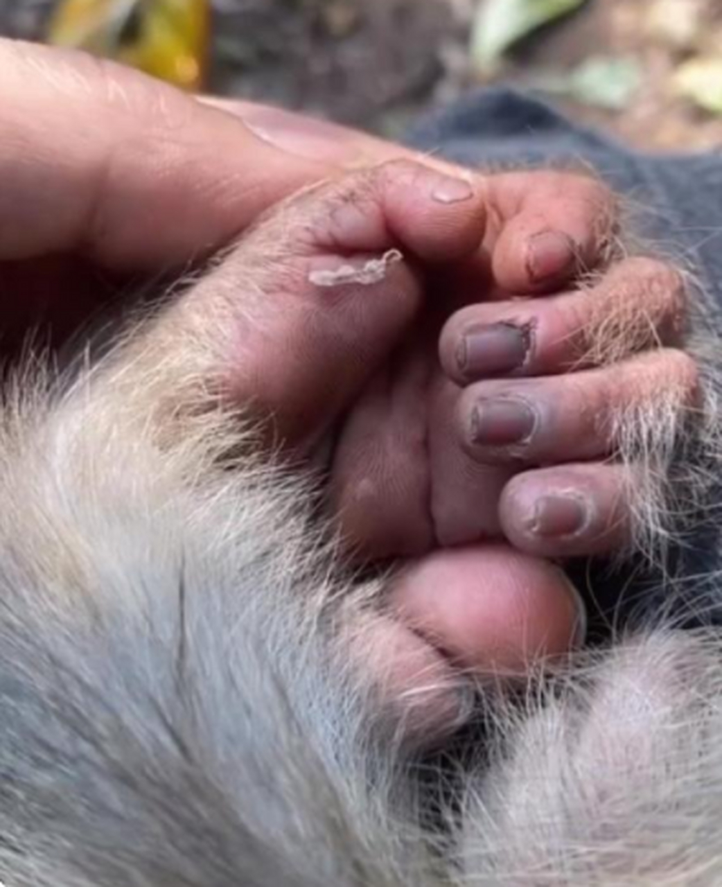 猴子的指甲居然比人的指甲都长得好看啊?