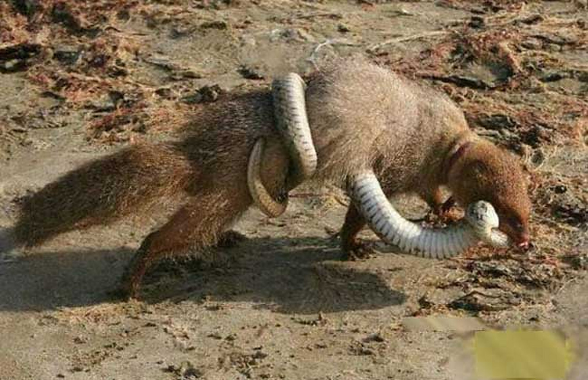 是一种什么样的动物? 蛇獴又叫蒙哥.它头小,嘴尖,尾巴长,全身长0.