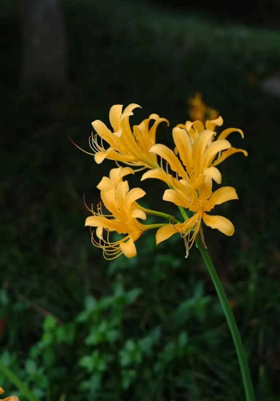 石蒜花叶子疯长不开花图片