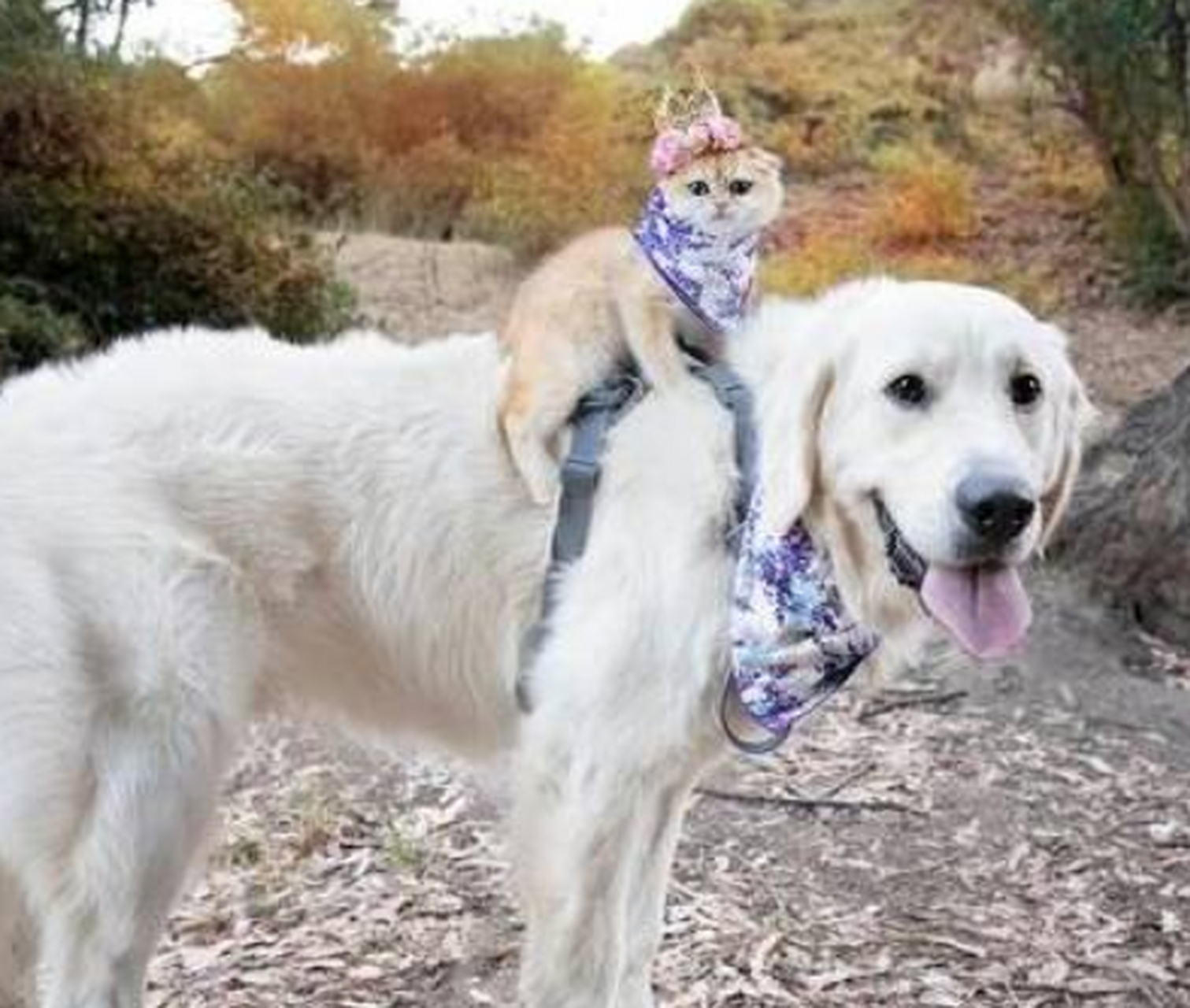 这是什么神仙友谊!汪星人背着喵星人"看世界"形影不离