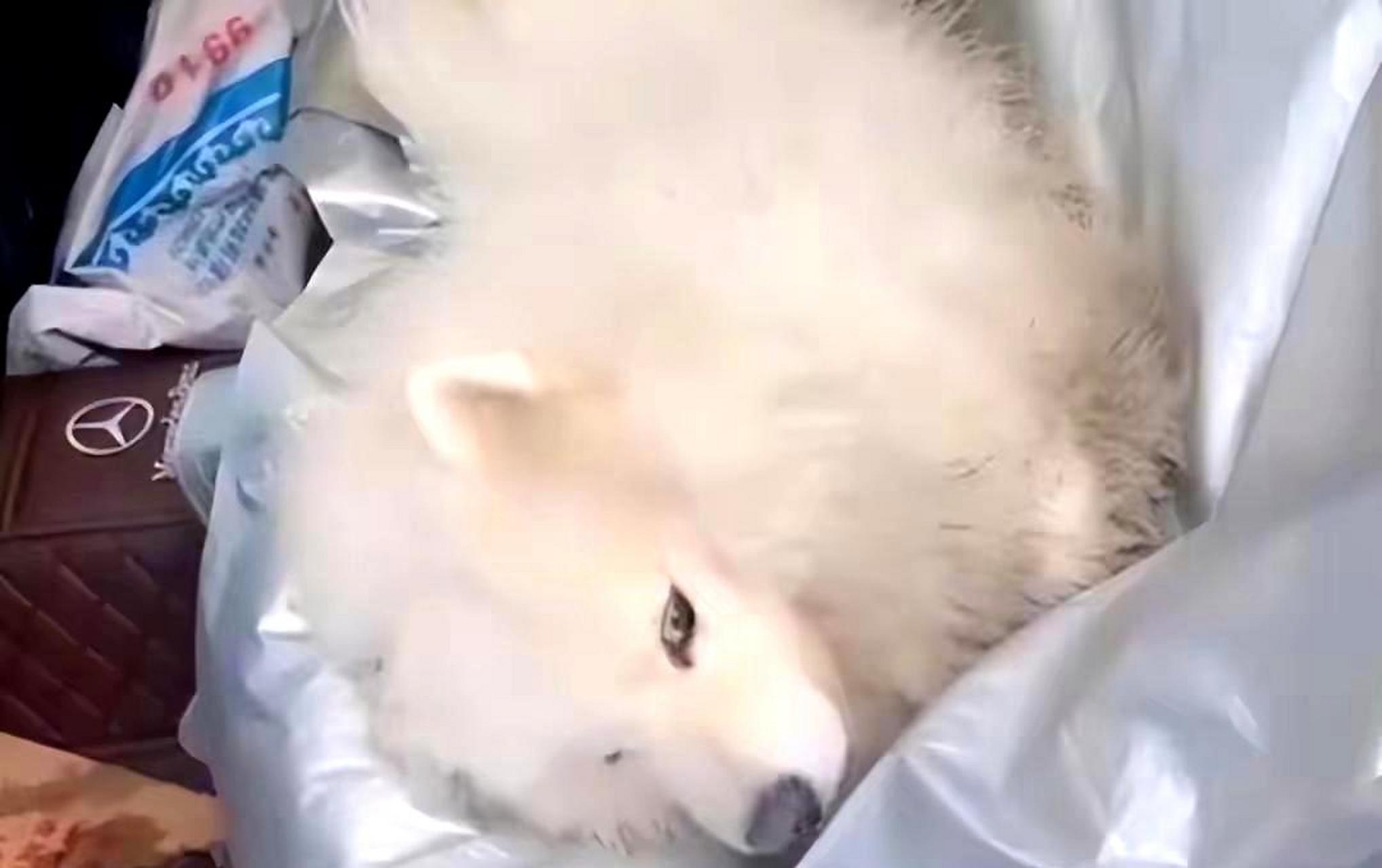 狗子私自啃开十斤白酒,喝醉后只剩下眼睛能动,主人大吃一惊.