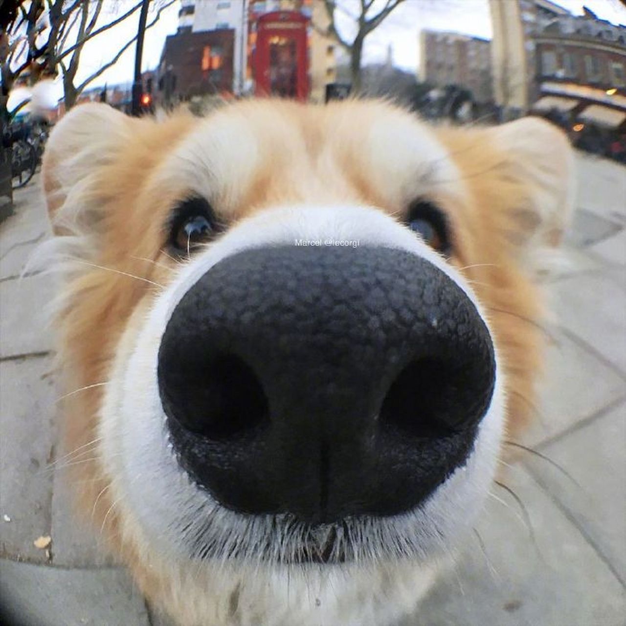 柯基marcel的大鼻头照