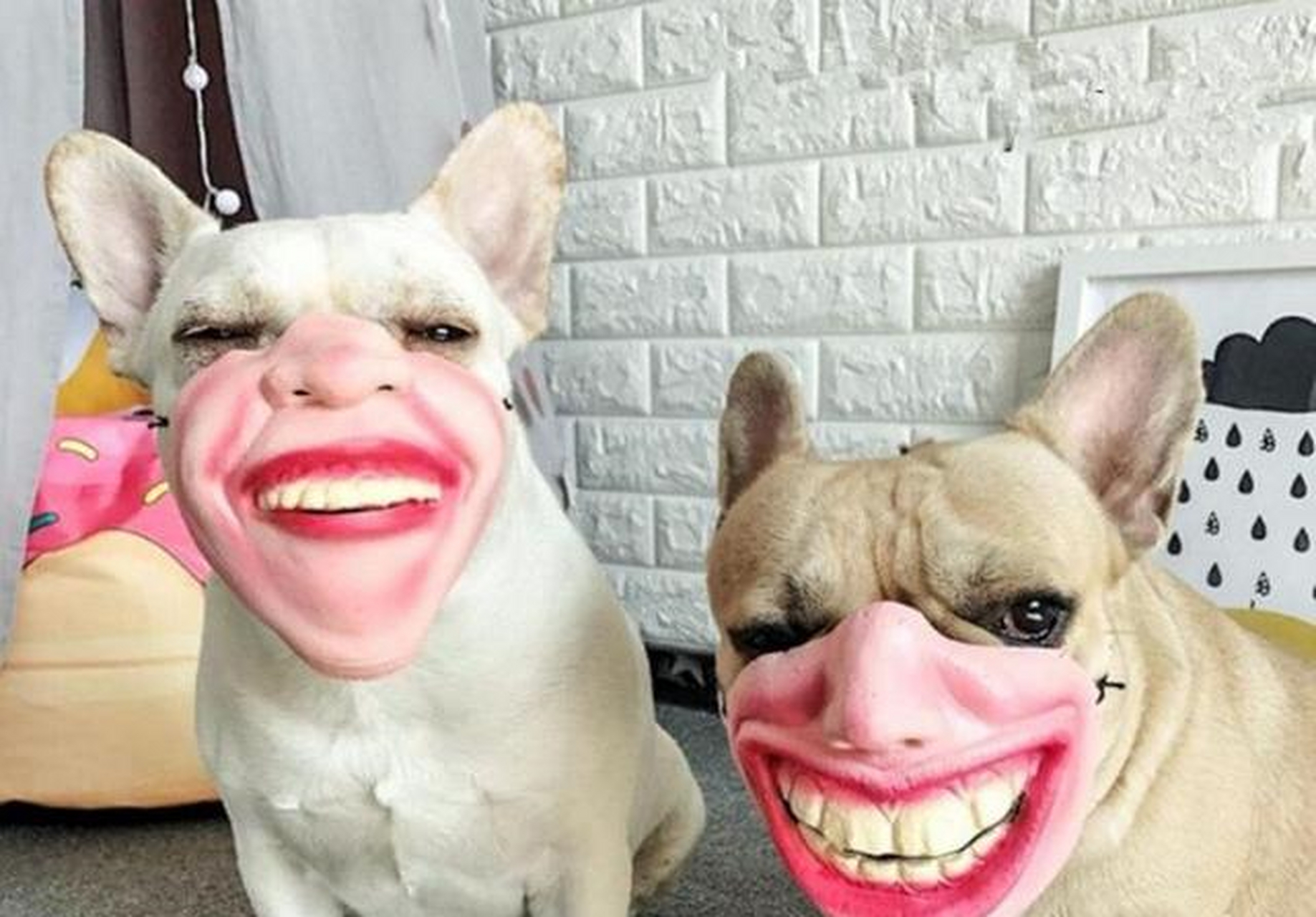 外国网友在亚马逊网店购买一些由乳胶制成的狗嘴套,这些嘴套很有特色