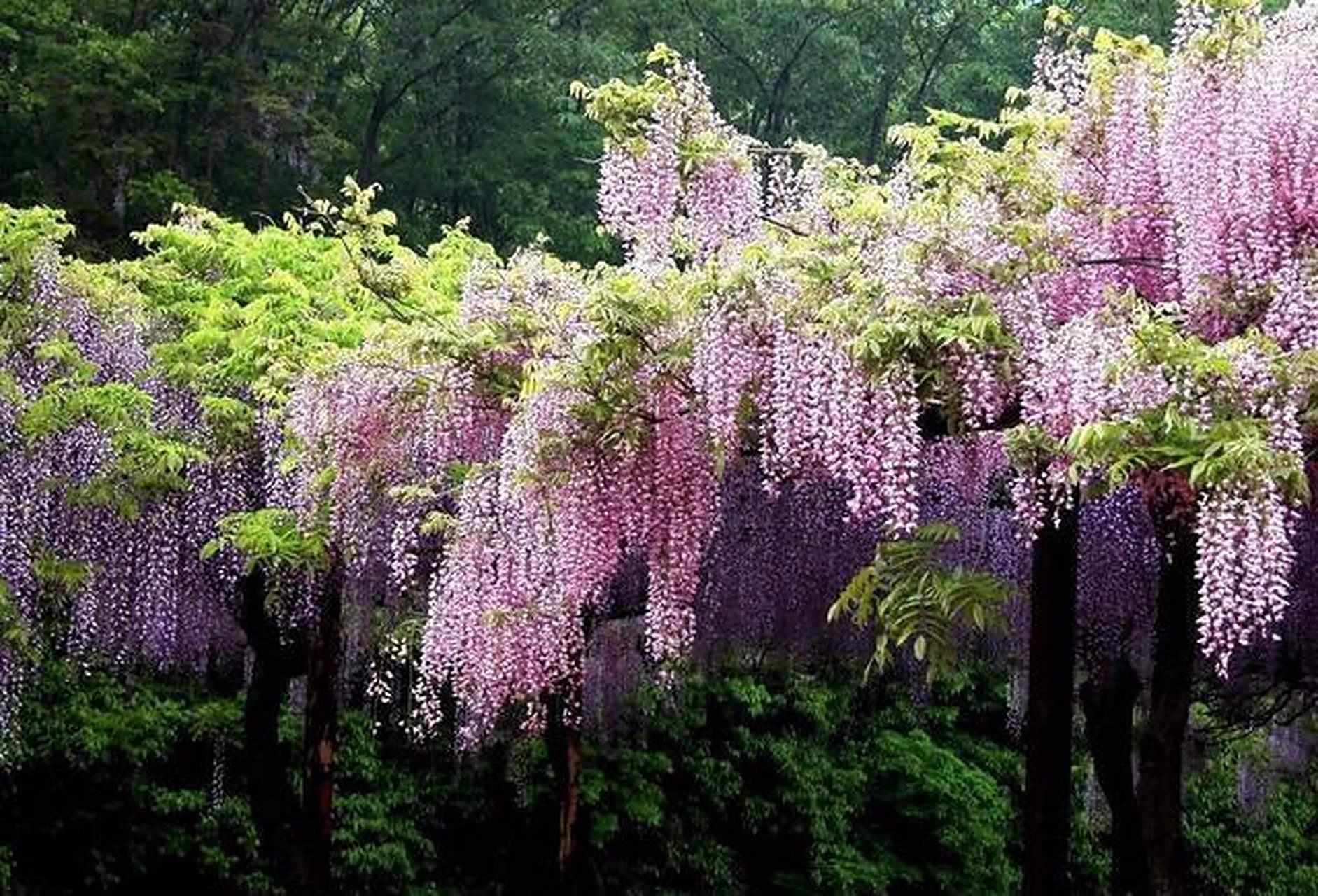 [大红花]紫藤花是一种大藤本植物,庭院地栽,一棵就能覆盖好几个平方