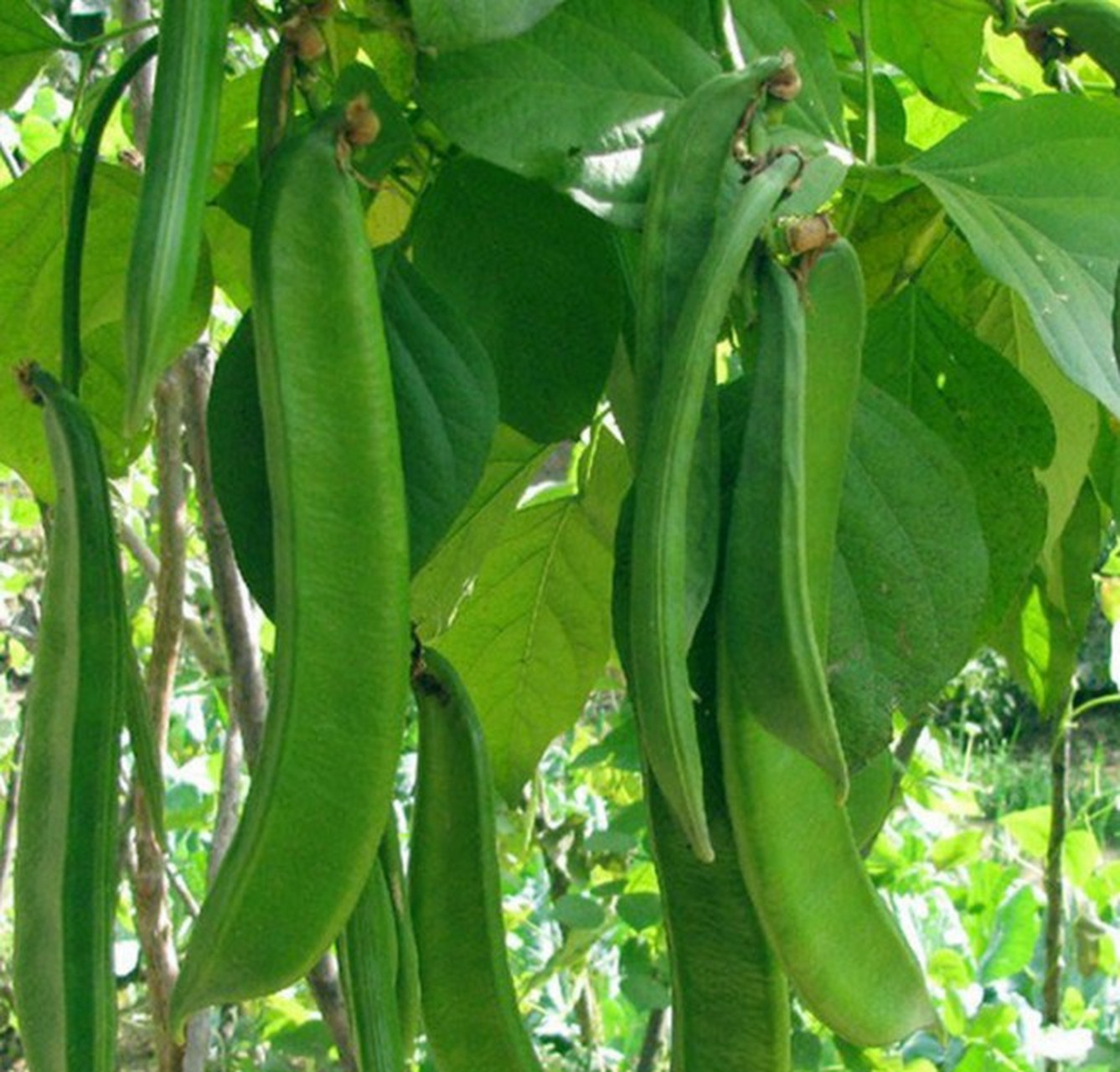 刀豆是豆科刀豆属缠绕草本,长可达数米,羽状复叶,小叶卵形,基部宽
