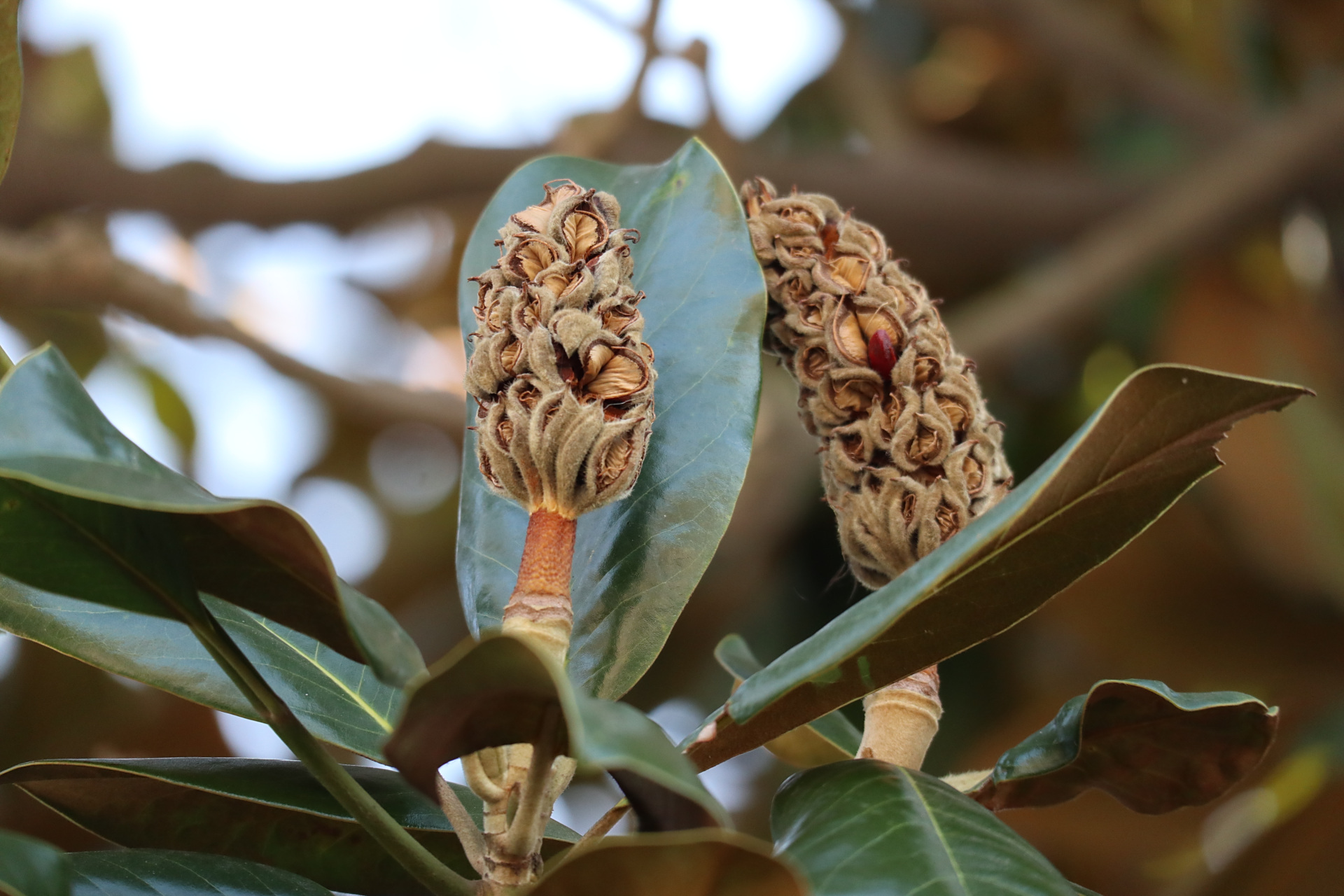摄影作品之广玉兰 大家都看到过广玉兰开花,见过它结的果实吗?