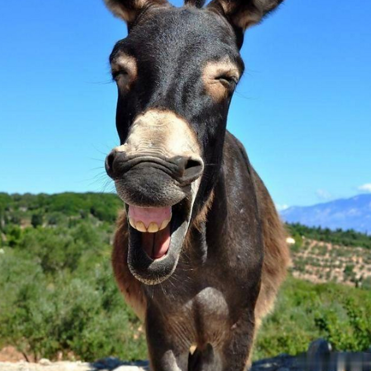 犹太人卖驴的办法太高明