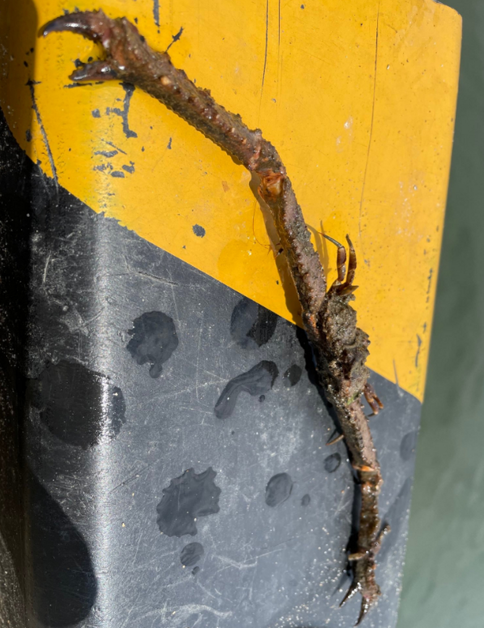 日本网友钓到的螃蟹,腿好长啊,据说这个品种叫做强壮武装紧握蟹,并不