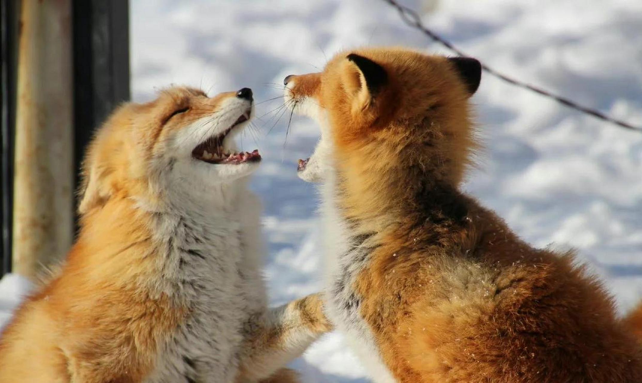 可爱的一对狐狸夫妻