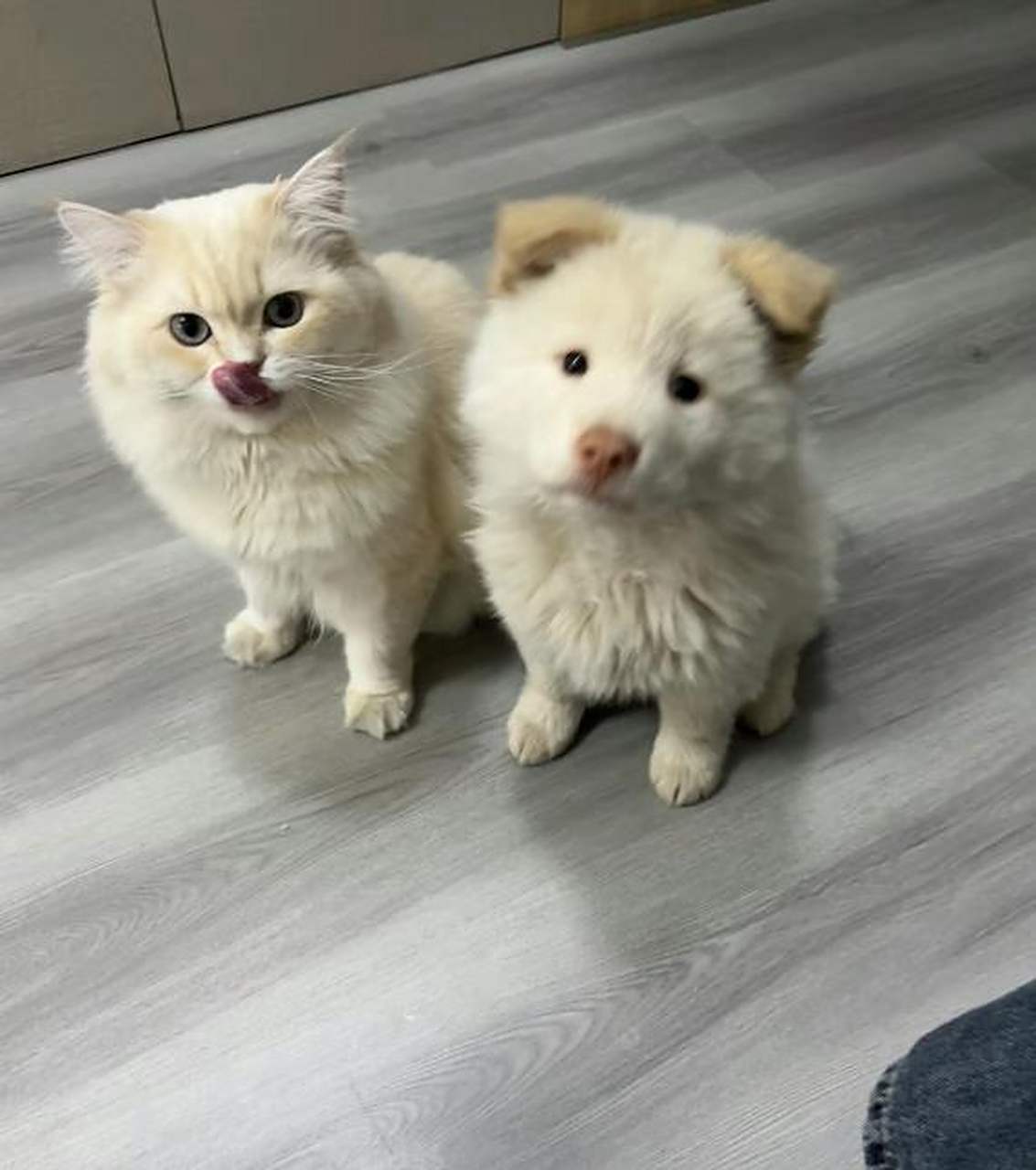 好可爱的小猫小狗啊!连色系都一样!