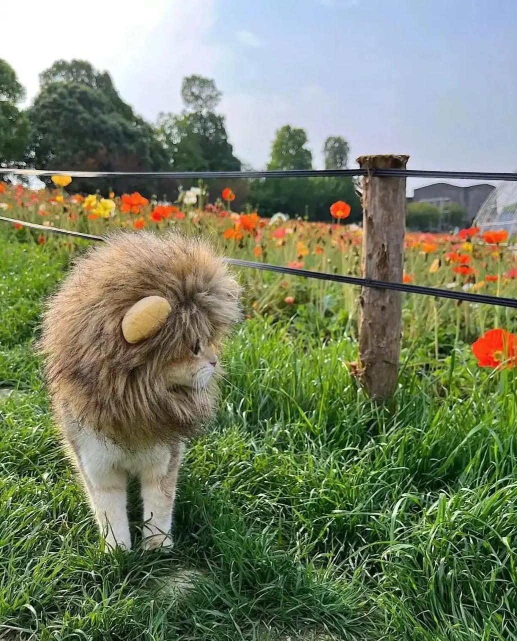 带着狮子头套的猫图片