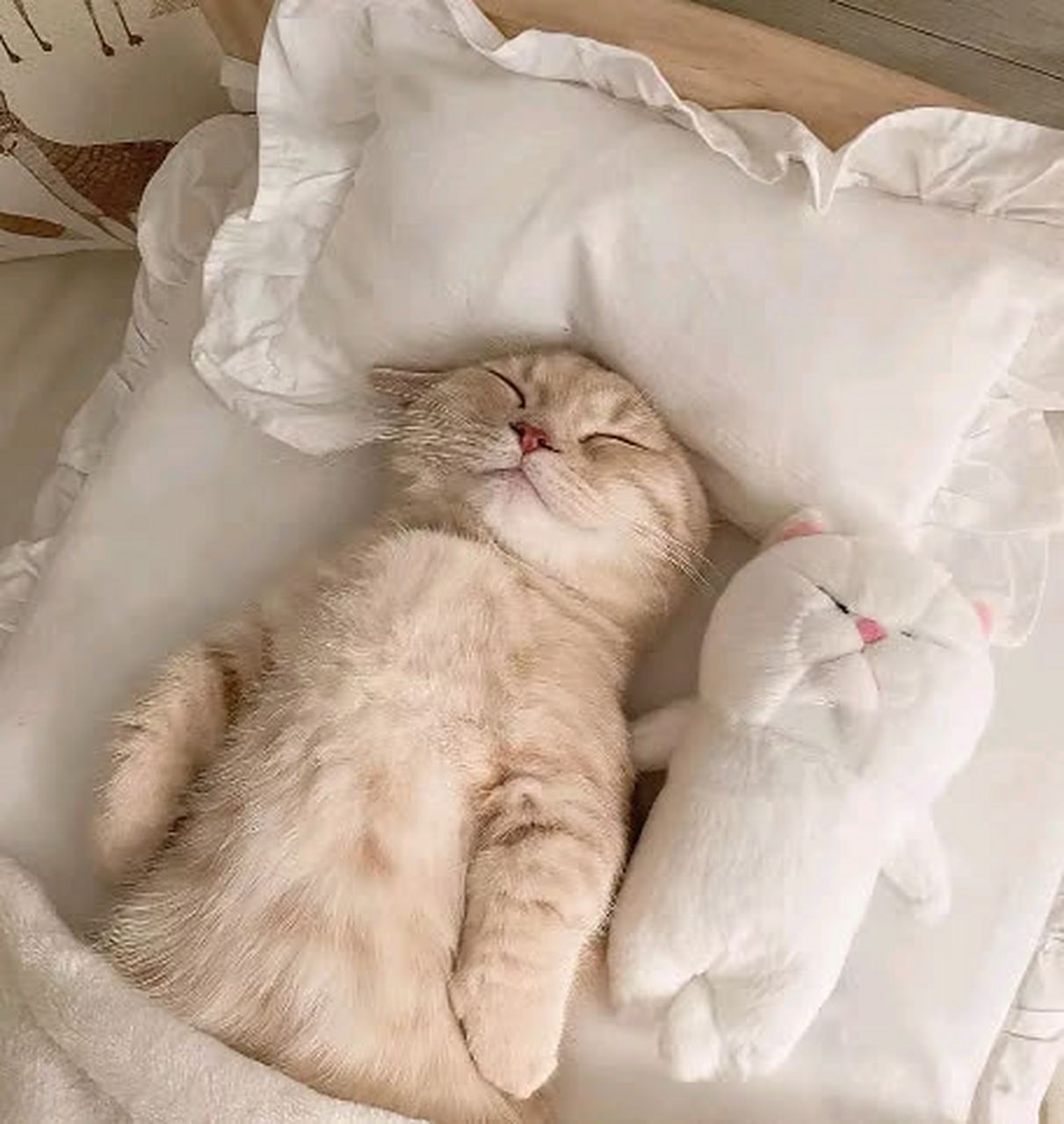 小猫睡觉的样子简直太可爱了#悬笑##搞笑趣图