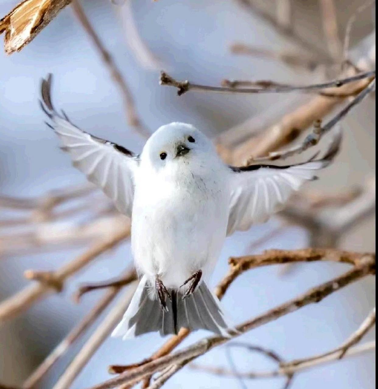 小肥鸟歪头杀[爱你][鄙视]