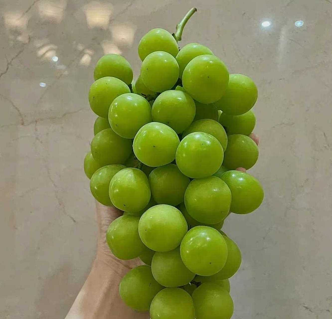 葡萄界爱马仕 !