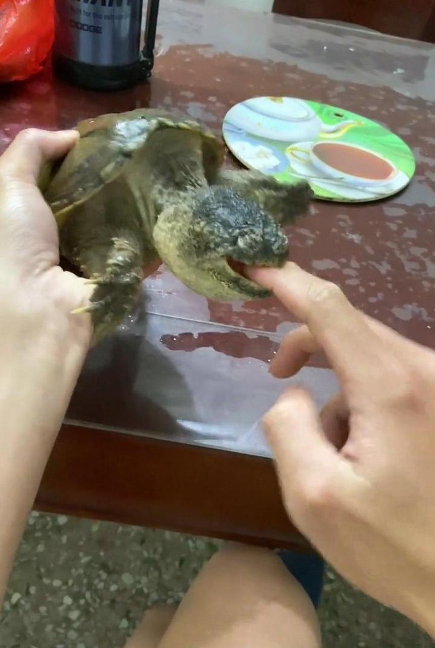网友:手指被乌龟咬住了,试了好几种方法它都不松口,这下该怎么办呢?