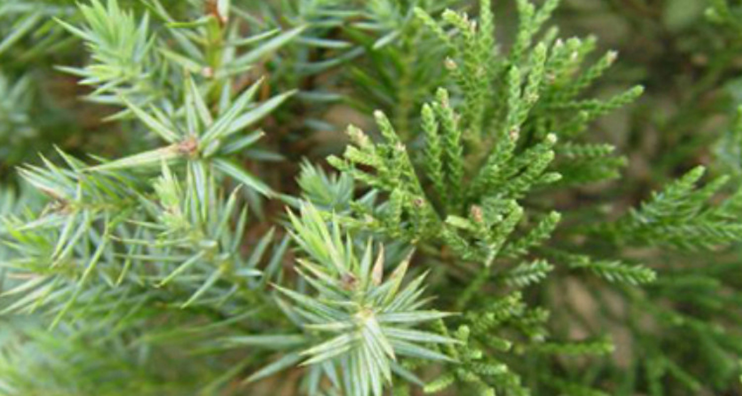 圆柏是什么植物  圆柏是一种常绿乔木或灌木,属于柏科植物.