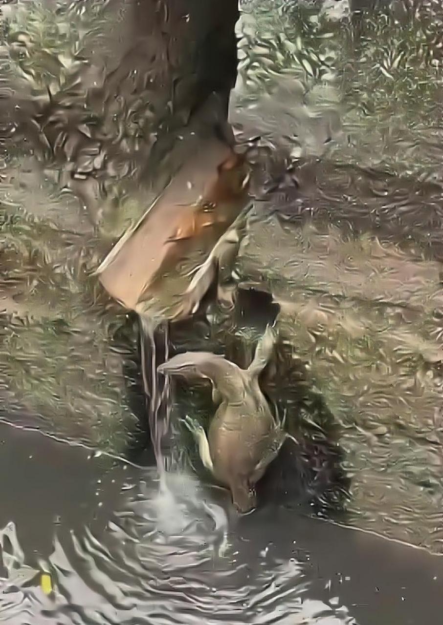 我第一次看到没有壳的乌龟 #搞笑趣味图