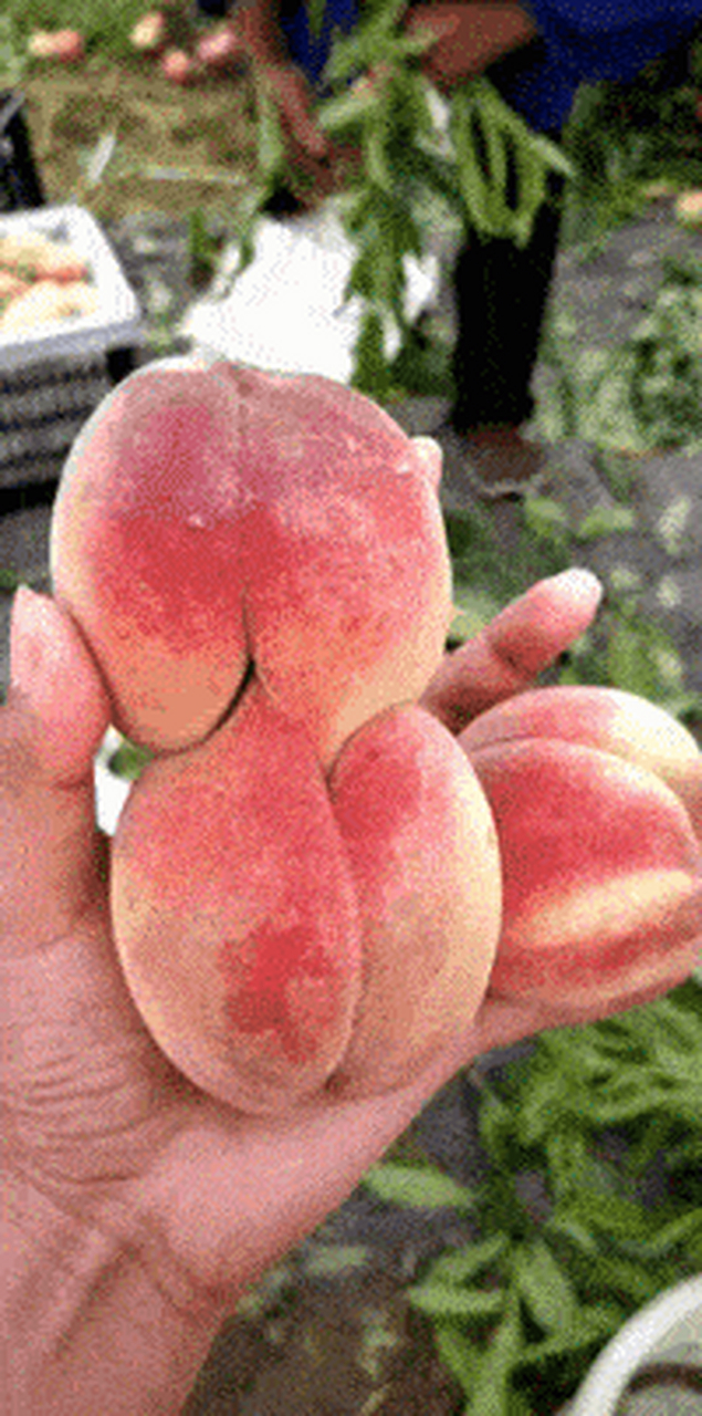 搞笑gif动图:搞笑第二张,第一次见这样的桃子