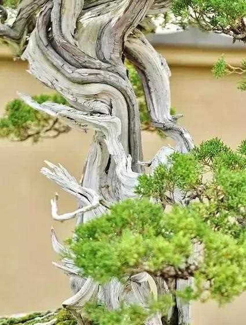 经风历雨  老辣崎岖  经典舍利干盆景佳作欣赏