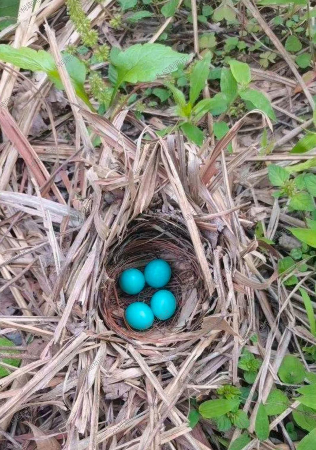 鸟蛋不一般都是白色的吗?那这些.@小柯趣闻记的动态