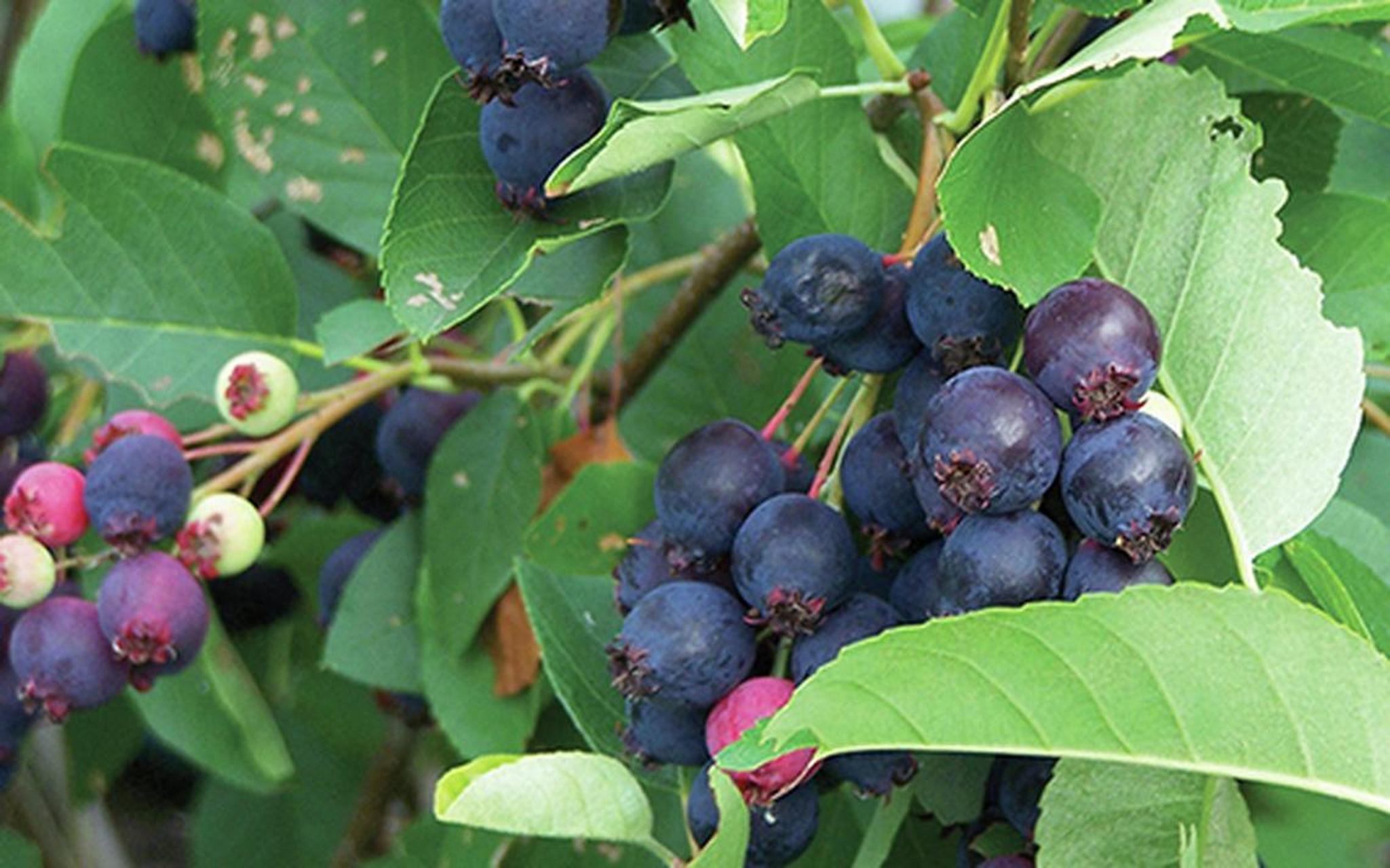 萨斯卡通莓(saskatoon berries)是加拿大的超级水果之一,原产于北美大